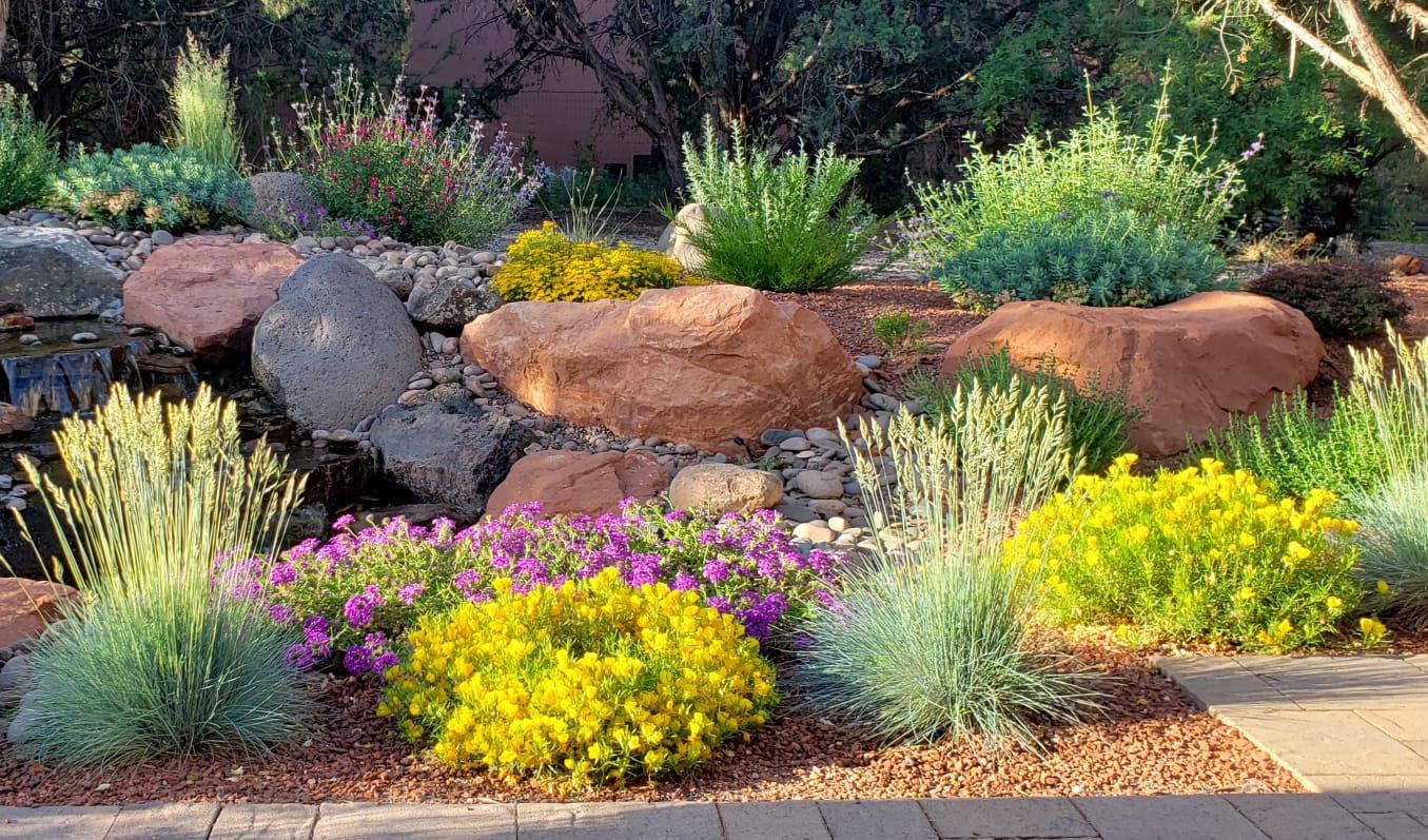 Planting bed of yellow and purple perennials, blue grasses and sandstone boulders