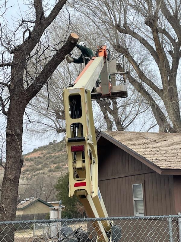 Crew member in a boom lift cutting a limb from a bare deciduous tree beside a house